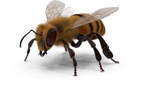 Are bees male or female