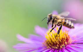 What are the characteristics of a Bee?