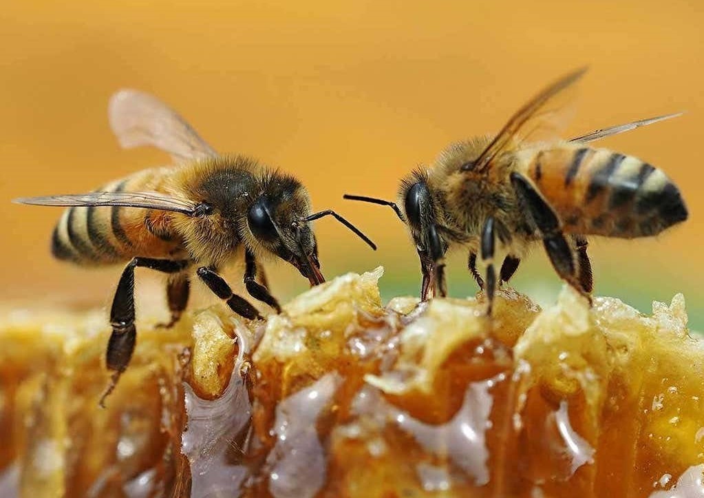 Bees vs Honey Bees- Are bees and honey bees the same?